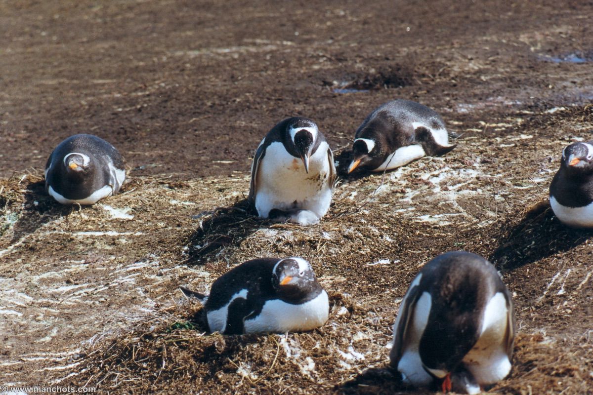 Manchot papou et son poussin - Carcass island (�les Malouines)