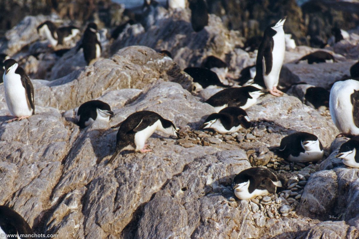 Construction de nid par un couple de manchots � jugulaire - �le de l'El�phant (�les Shetland du Sud)