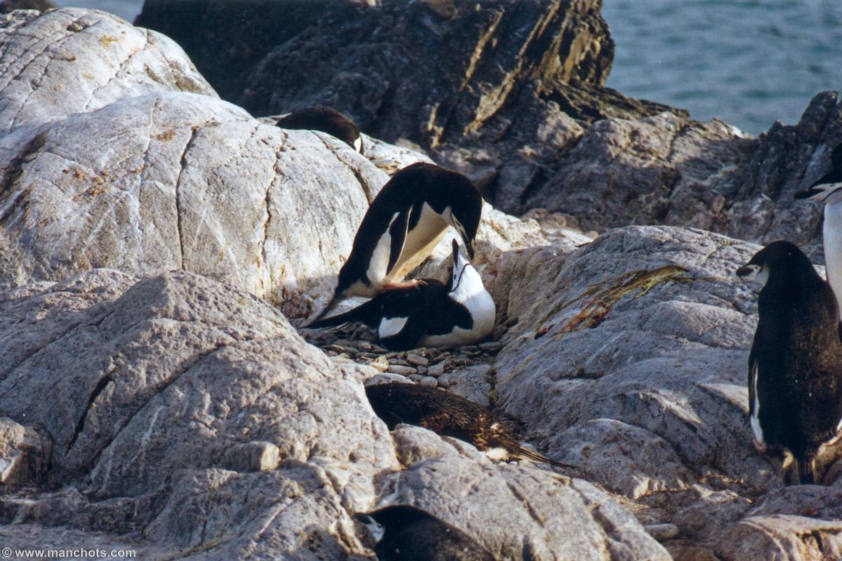 Accouplement de manchots � jugulaire - �le de l'El�phant (�les Shetland du Sud)