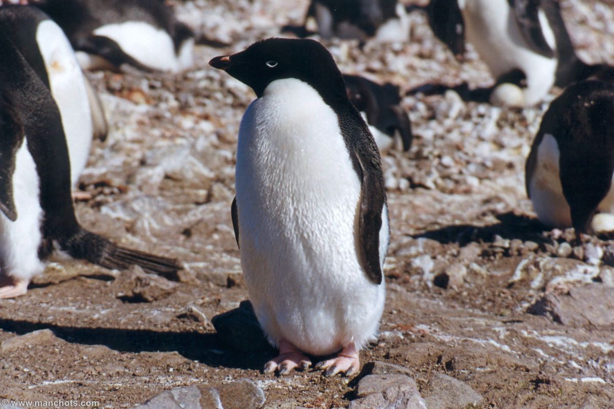 Manchot Ad�lie - �le King George (�les Shetland du Sud)