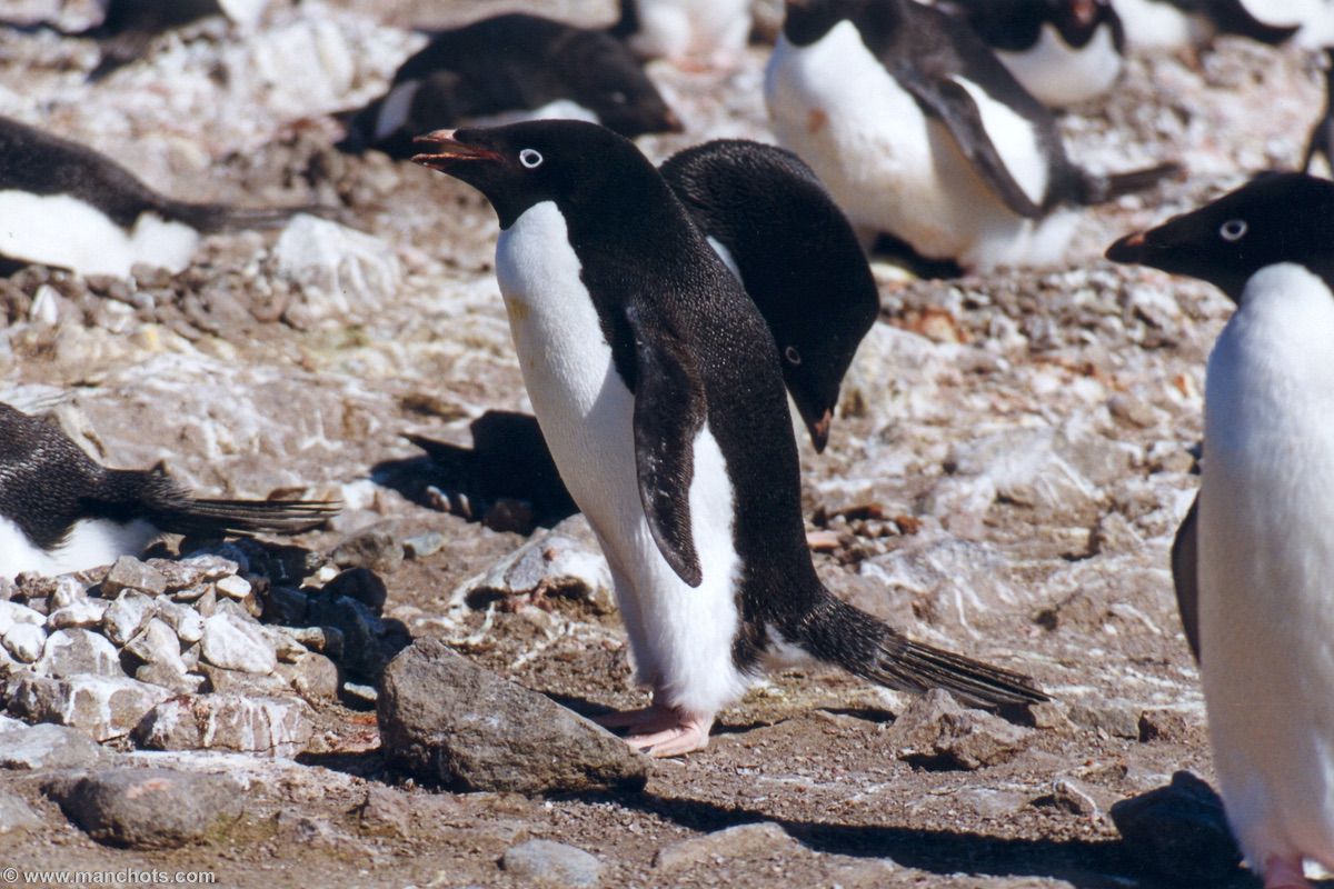 Manchot Ad�lie - �le King George (�les Shetland du Sud)