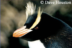 Gorfou hupp� - Dave Houston - penguin.net.nz