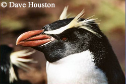 Gorfou des �les Snares - Dave Houston - penguin.net.nz
