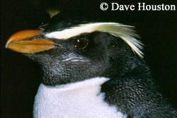 Gorfou des Fjordland - Dave Houston - penguin.net.nz