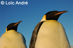 Manchots empereurs - Terre Ad�lie (Antarctique)