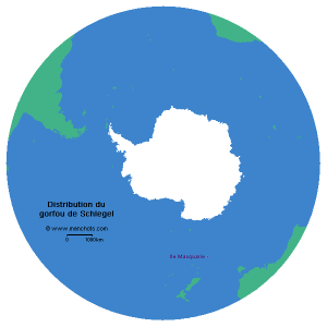 Carte de distribution du gorfou de Schlegel