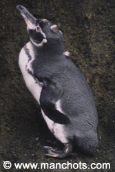 Manchot des Galápagos