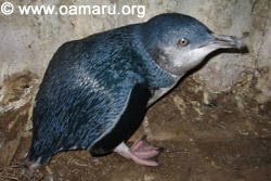 Petit manchot bleu